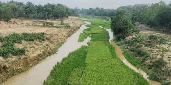 নালিতাবাড়ীর খরস্রোতা চেল্লাখালী নদী এখন বোরো ফসলের মাঠ
